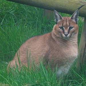 Caracal 18 October 2025