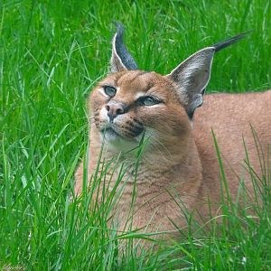 Caracal 18 October 2025