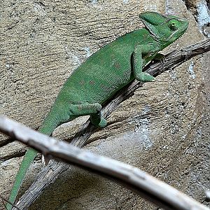 Veiled Chameleon - Rainforest Adventures