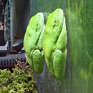 Red-Eyed Tree Frog - Rainforest Adventures
