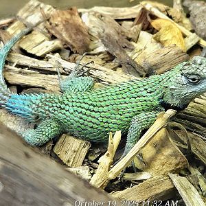 Emerald Swift - Rainforest Adventures