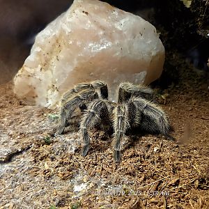 Rose Hair Tarantula - Rainforest Adventures