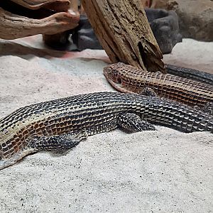 Plated Lizard - Rainforest Adventures