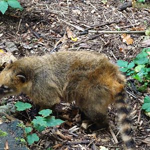South American Coati 18 October 2025