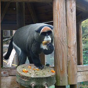 De Brazza's monkey 18 October 2025