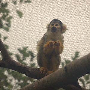 Black  capped squirrel monkey 18 October 2025