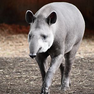 Brazilian Tapir - imported from Austria