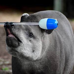 tapir target training