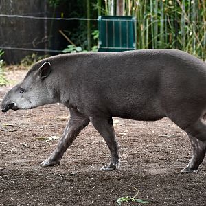 Brazilian Tapir