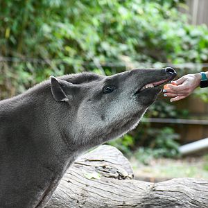 Brazilian Tapir
