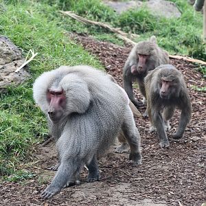 Hamadryas Baboon harem