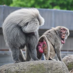 Hamadyras Baboons
