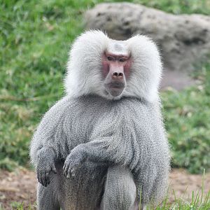 Hamadryas Baboon