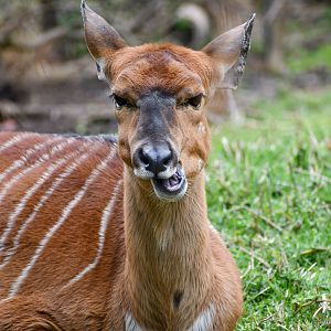 Female Nyala