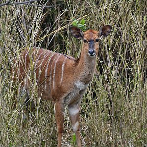 Female Nyala