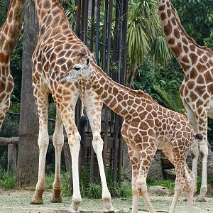 Giraffe Calf with herd