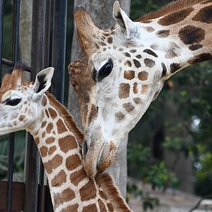 Giraffe Calf with bull