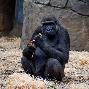 Western Lowland Gorilla