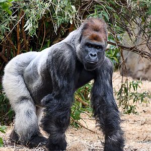 Western Lowland Gorilla