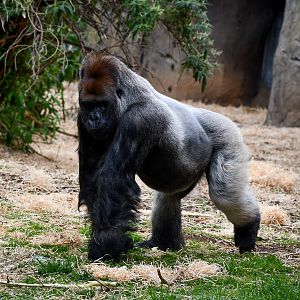 Western Lowland Gorilla