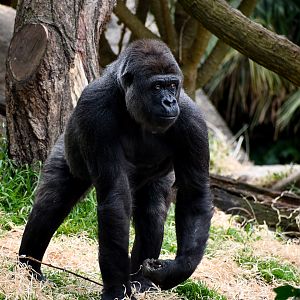 Western Lowland Gorilla