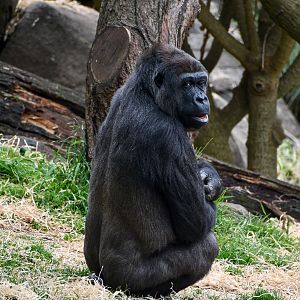 Western Lowland Gorilla