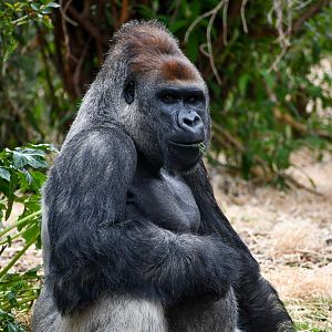 Western Lowland Gorilla