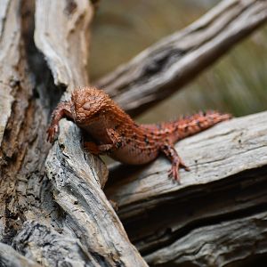Eastern Pilbara Spiny-tailed Skink