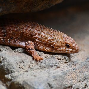 Eastern Pilbara Spiny-tailed Skink