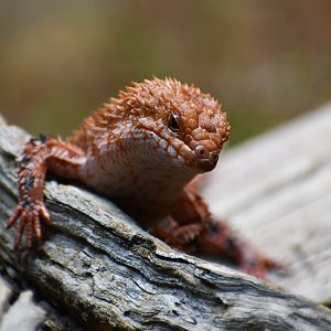 Eastern Pilbara Spiny-tailed Skink