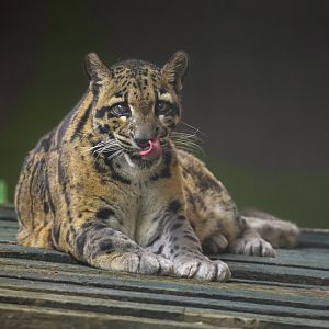 Clouded leopard