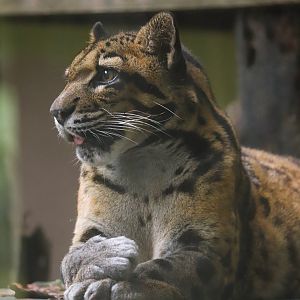 Clouded leopard