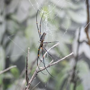 Nephila pilipes