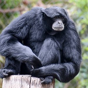 Siamang