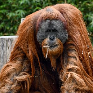 Sumatran Orangutan