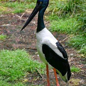Black-necked Stork