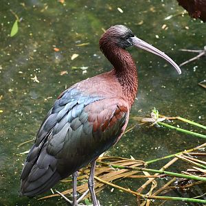 Glossy Ibis