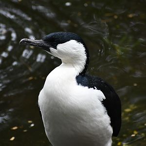 Black-faced Cormorant