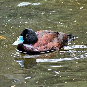Blue-billed Duck