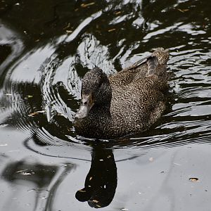 Freckled Duck