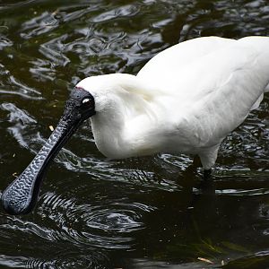 Royal Spoonbill