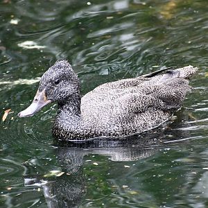 Freckled Duck