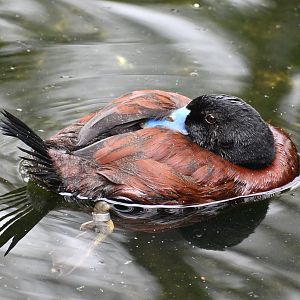 Blue-billed Duck