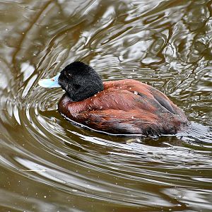 Blue-billed Duck