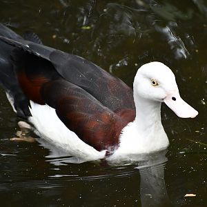 Radjah Shelduck