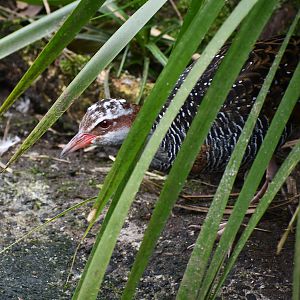 Buff-banded Rail
