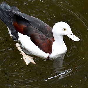 Radjah Shelduck