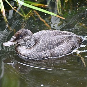 Blue-billed Duck