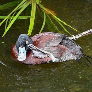 Blue-billed Duck