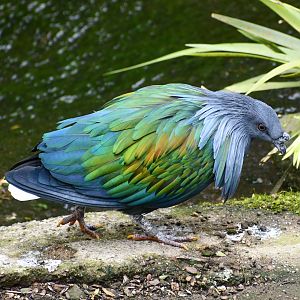 Nicobar Pigeon